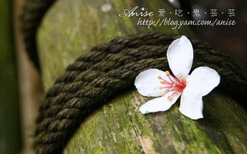 照片：「Anise」BLOG